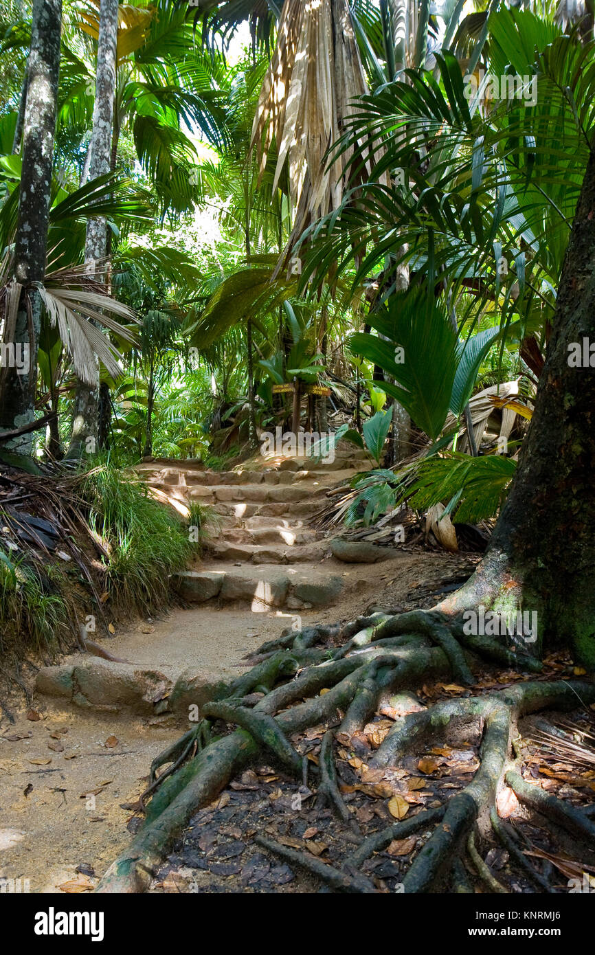 Forest paths in Vallee de Mai nature reserve, Praslin, Seychelles, which is a UNESCO World Heritage Site Stock Photo