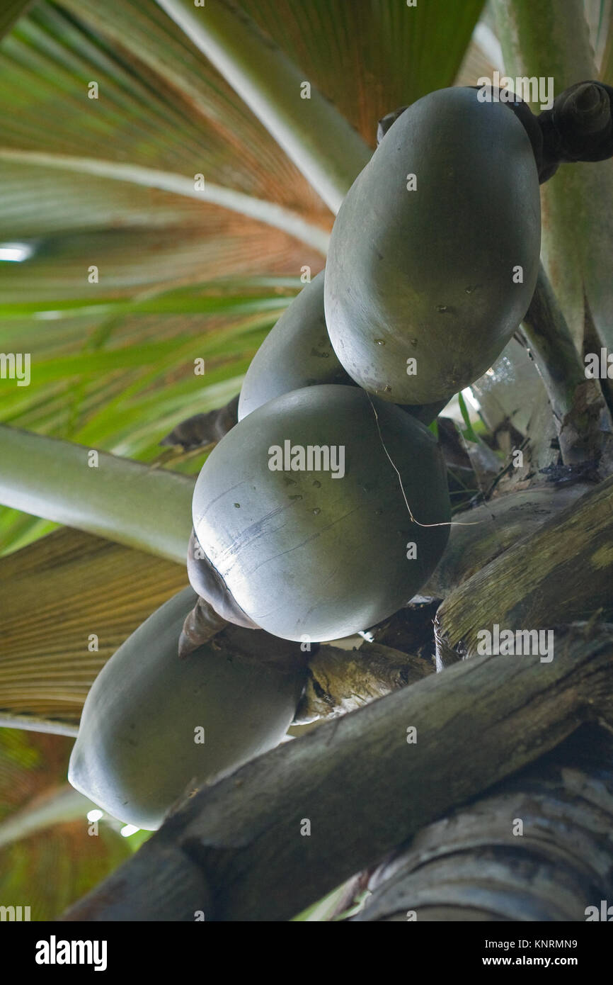 Sea coconuts on Lodoicea maldivica palm tree. Endemic species of Praslin island, Seychelles Stock Photo