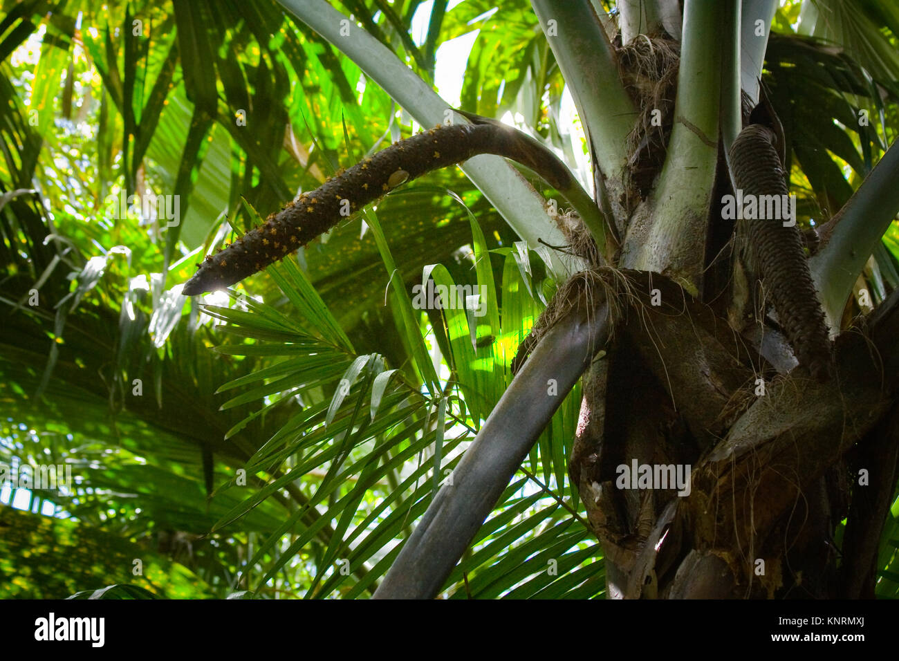 Sea coconut (Lodoicea maldivica) male inflorescence. Endemic palm tree from Praslin island, Seychelles Stock Photo