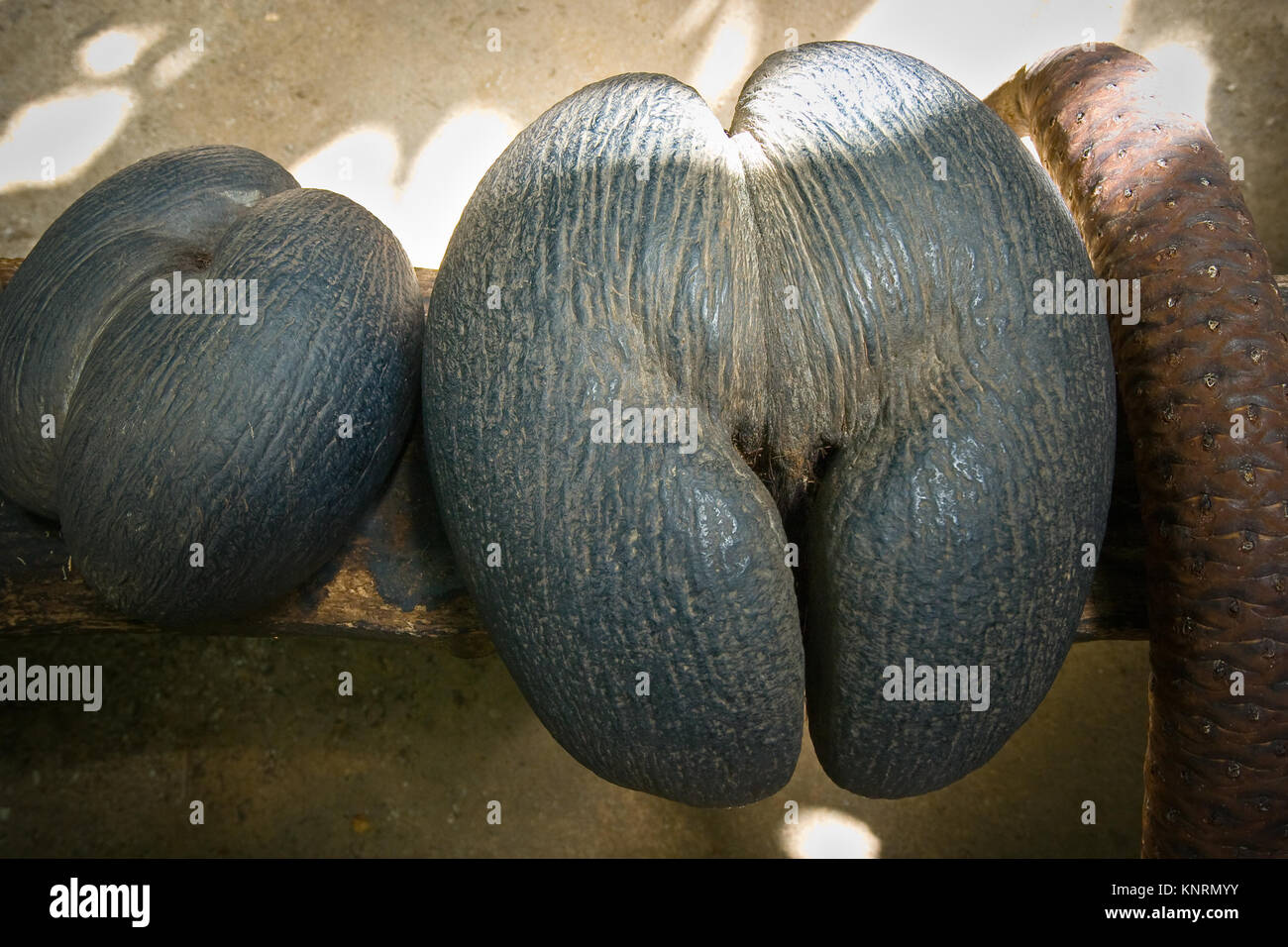 Sea coconut fruit displayed in Vallee de Mai nature reserve, Praslin, Seychelles Stock Photo