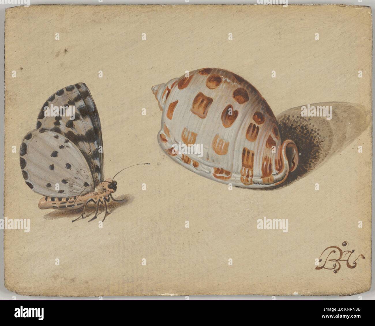 Flying shell bonnet