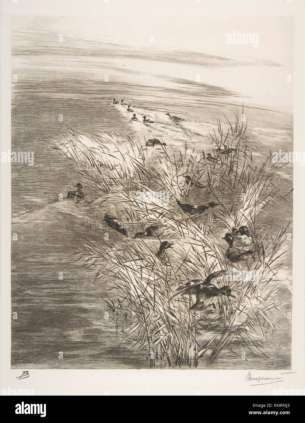 Teal Among the Reeds. Artist: Félix Bracquemond (French, Paris 1833-1914 Sèvres); Date: 1850-1914; Medium: Etching on laid paper; fourth and final Stock Photo