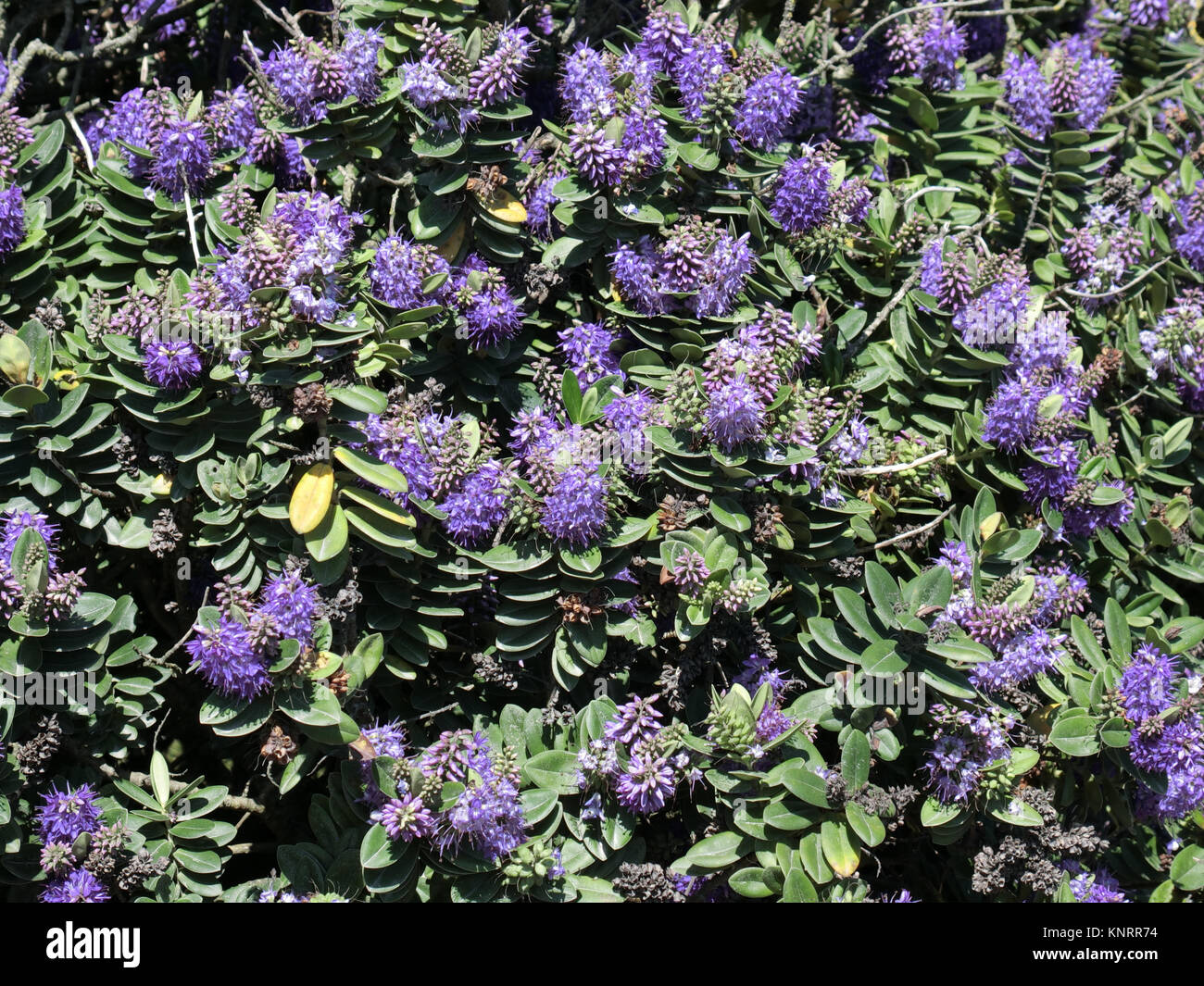 Hebe x franciscana ' Blue Gem' Shrun in Flower, UK Stock Photo