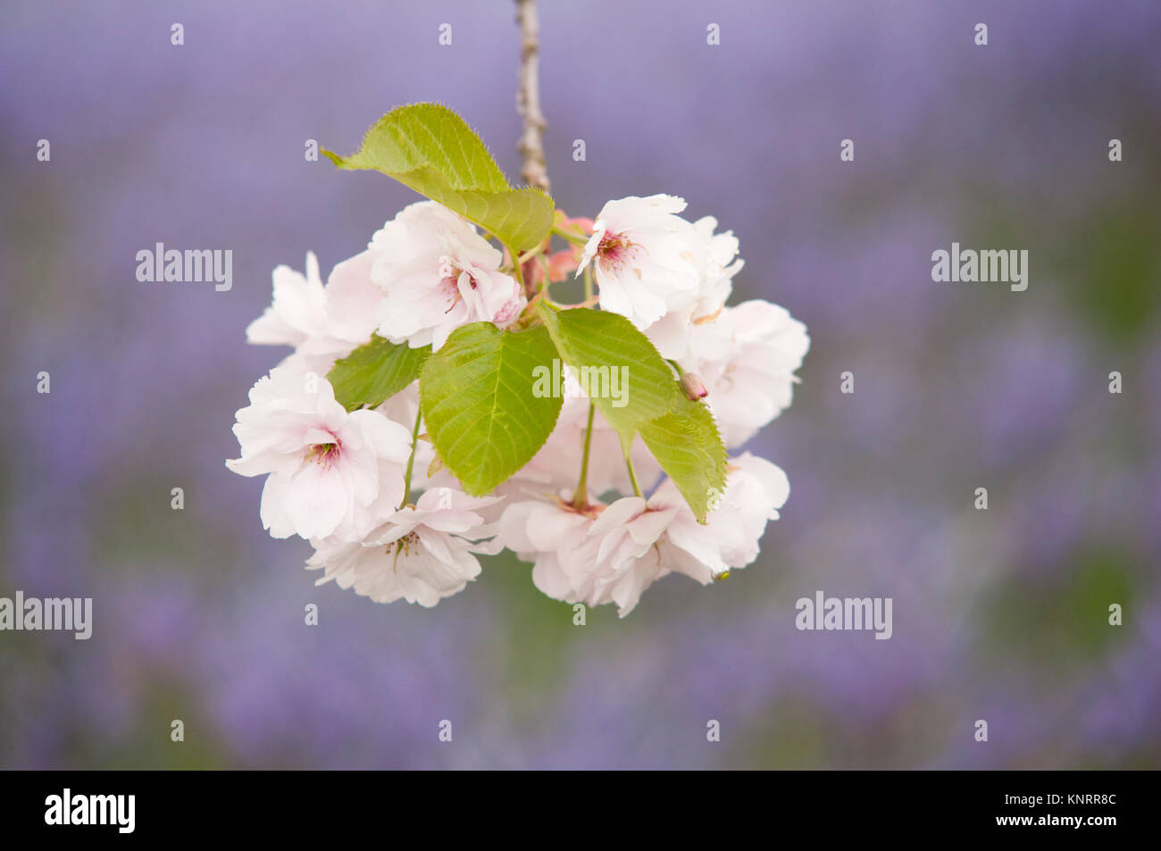 PRUNUS ICHIYO Stock Photo