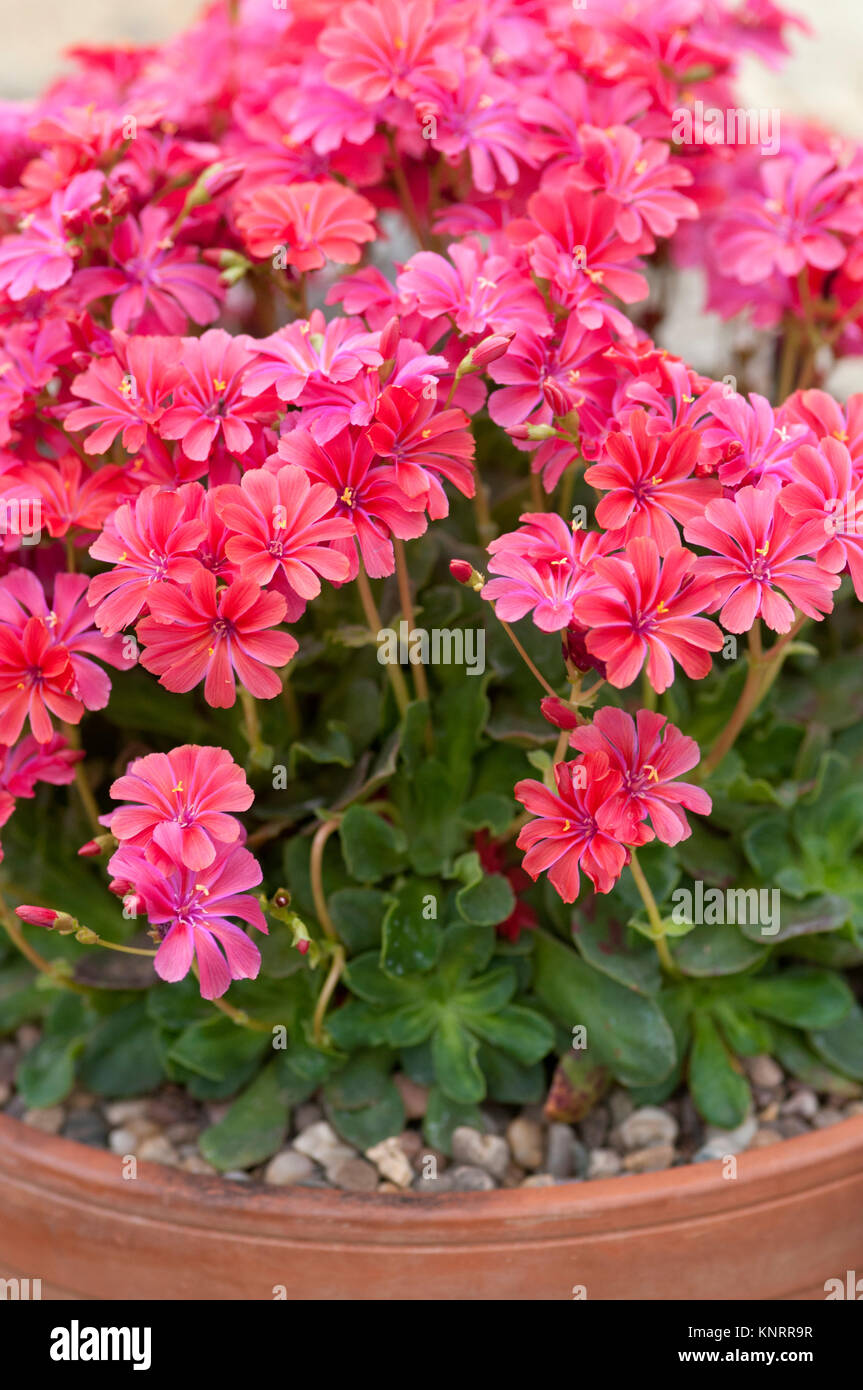 LEWISIA COTYLEDON ASHWOOD RUBY Stock Photo