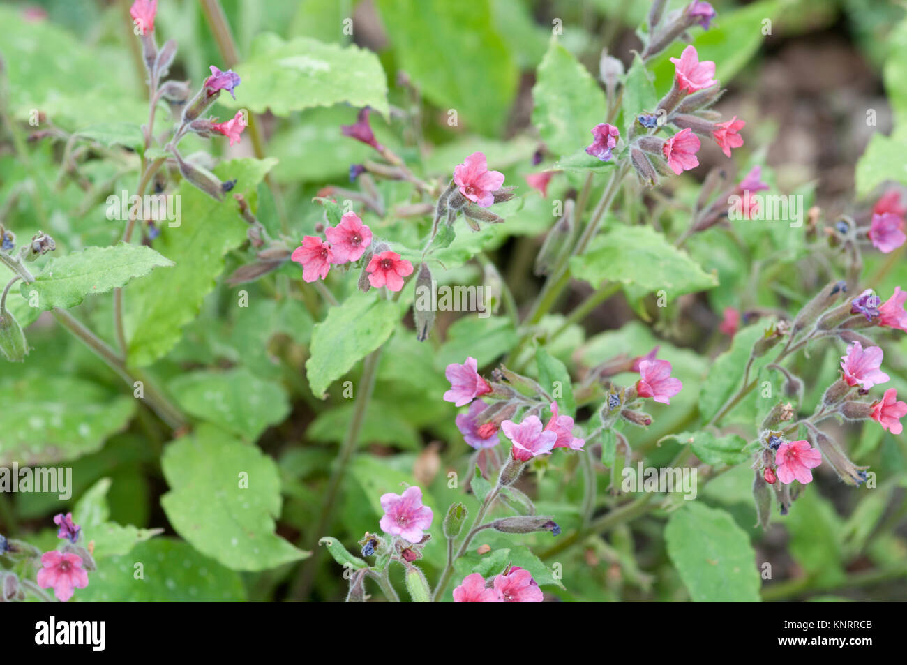 PULMONARIA RED FRECKLES Stock Photo