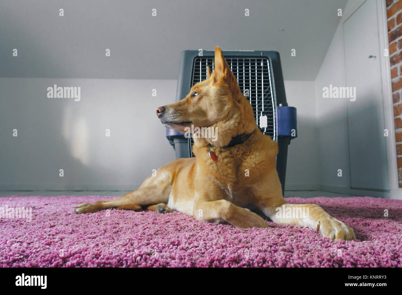 Dog with his airline carrier pet crate Stock Photo Alamy