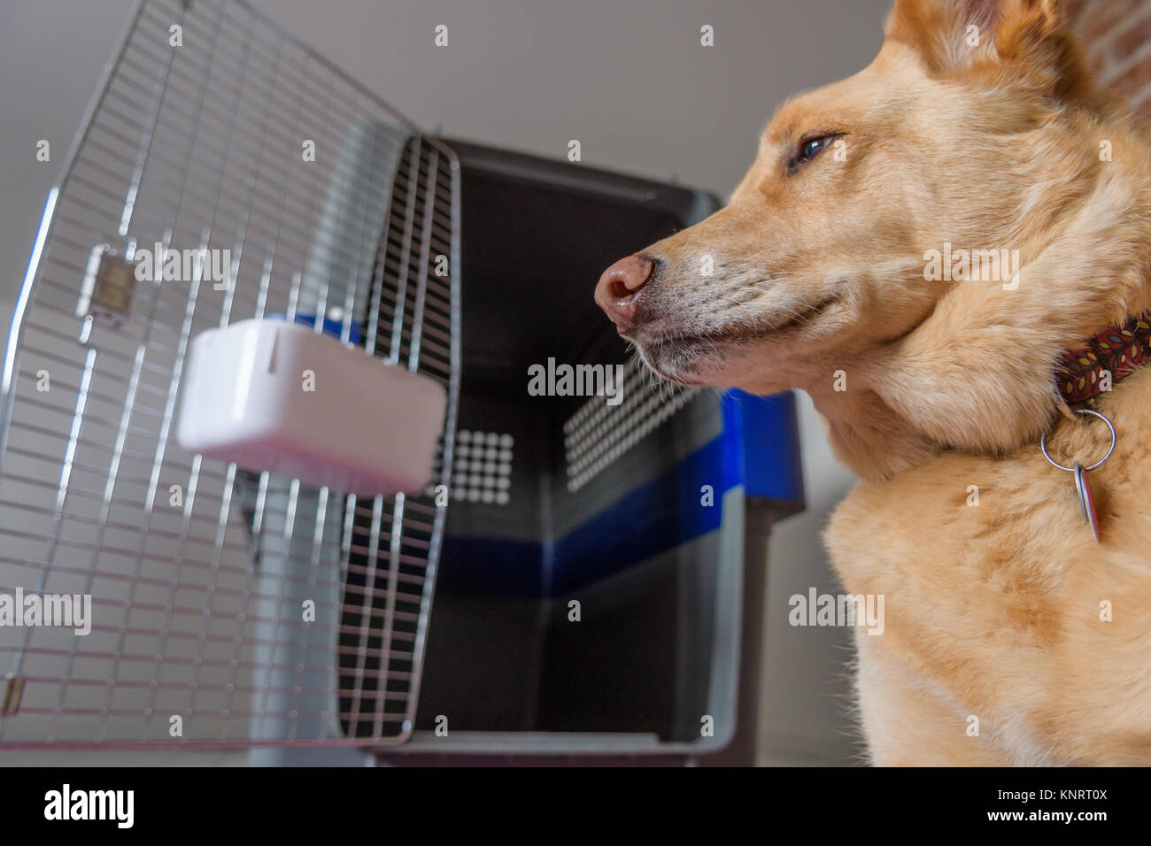 Dog with his airline carrier pet crate Stock Photo Alamy