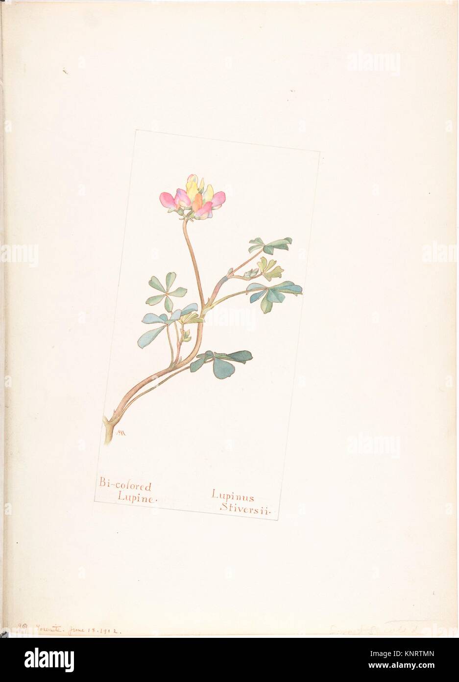 Bi-colored Lupine, Lupinus Striversii. Artist: Margaret Neilson Armstrong (American, New York 1867-1944 New York); Date: June 18, 1912; Medium: Stock Photo