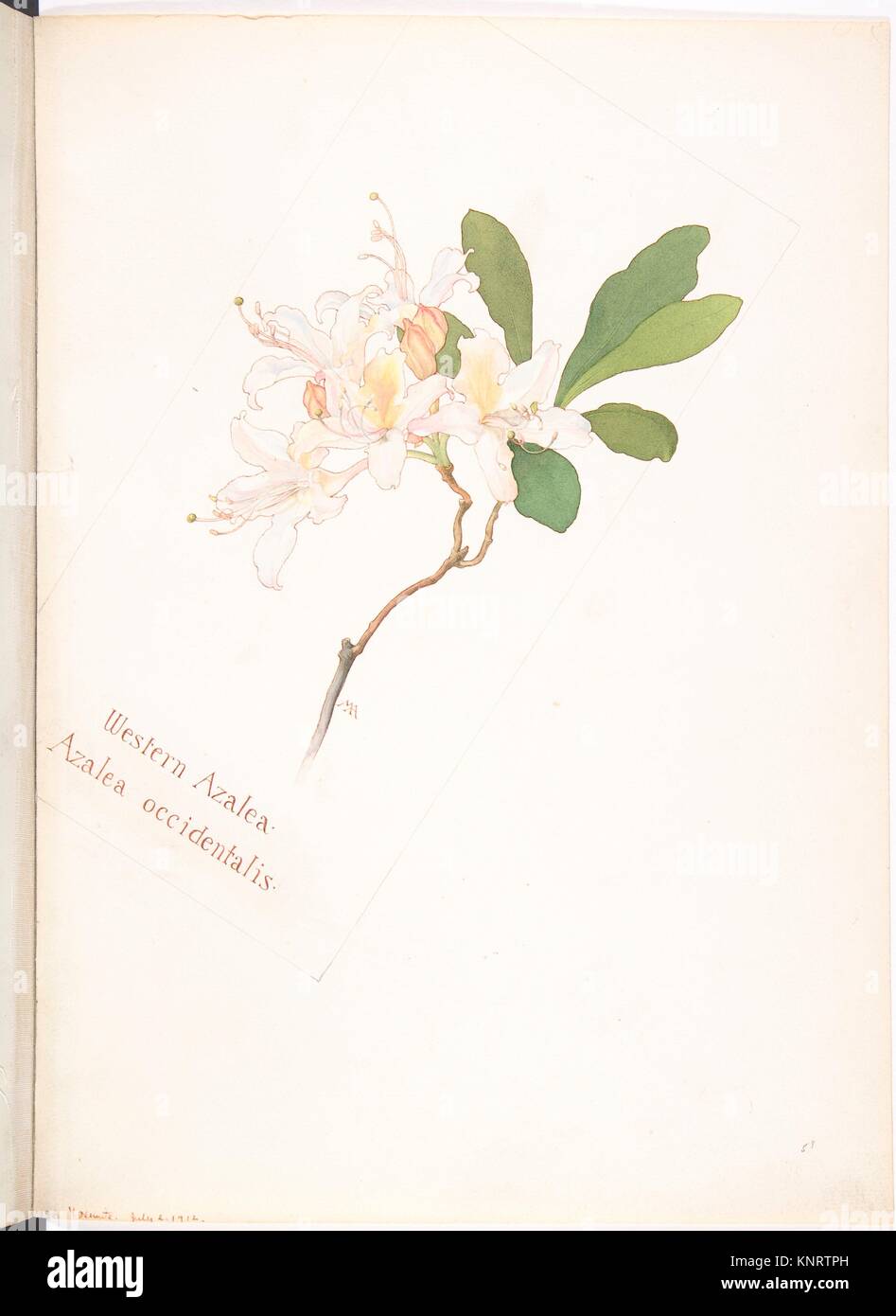 Western Azalea, Azalea occidentalis. Artist: Margaret Neilson Armstrong (American, New York 1867-1944 New York); Date: July 2, 1912; Medium: Stock Photo
