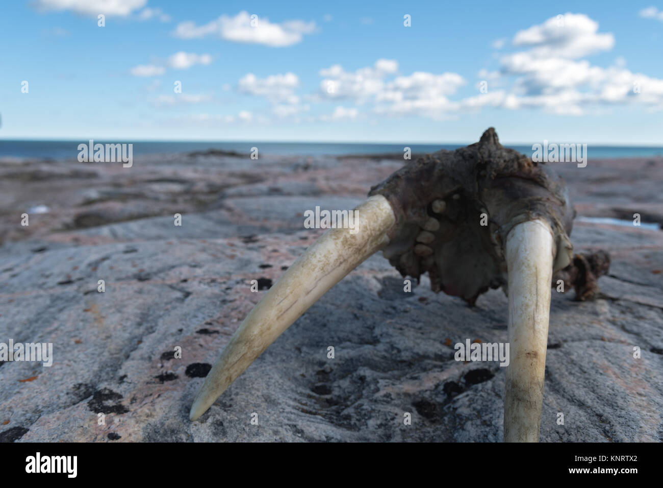 Close up of walrus skull on rock in Canadian arctic Stock Photo