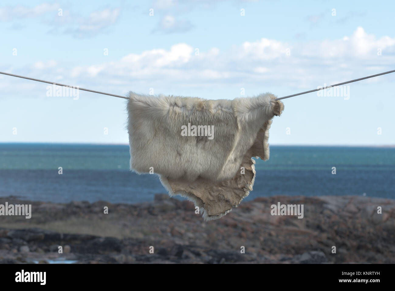 Polar bear skin hanging on clothesline ourdoors Stock Photo