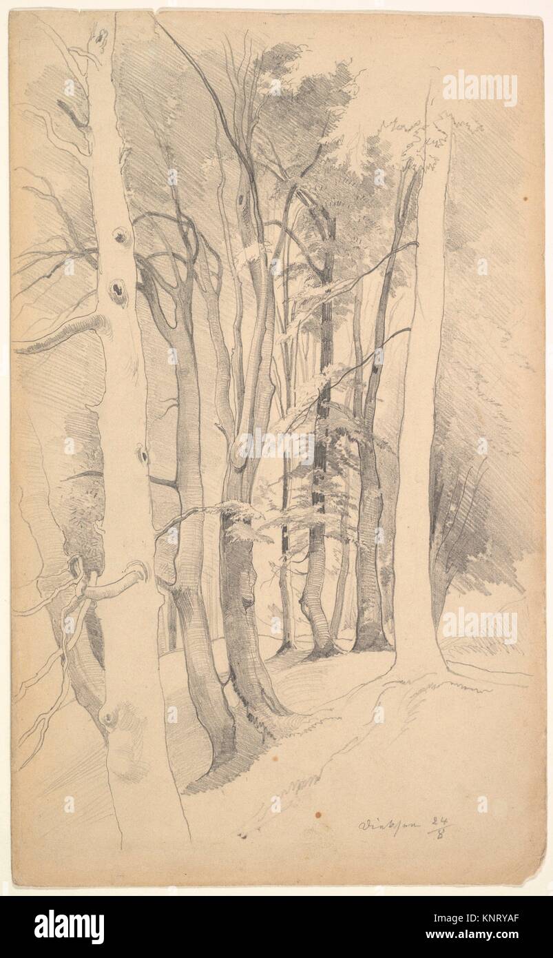 Trees near Diessen. Artist: Carl Maria Nicolaus Hummel (German, Weimar 1821-1907 Weimar); Date: mid 19th-early 20th century; Medium: Graphite; Stock Photo