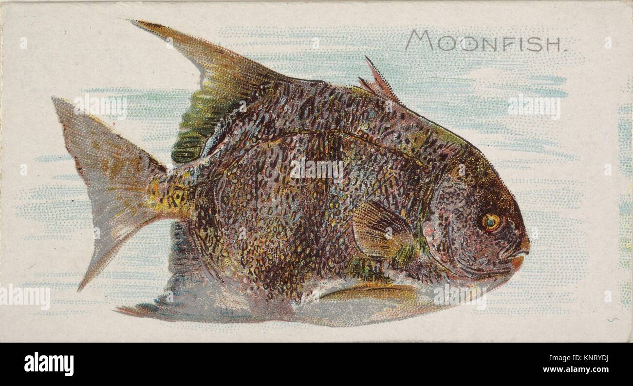 Moonfish, from the Fish from American Waters series (N8) for Allen & Ginter Cigarettes Brands. Publisher: Issued by Allen & Ginter (American, Stock Photo