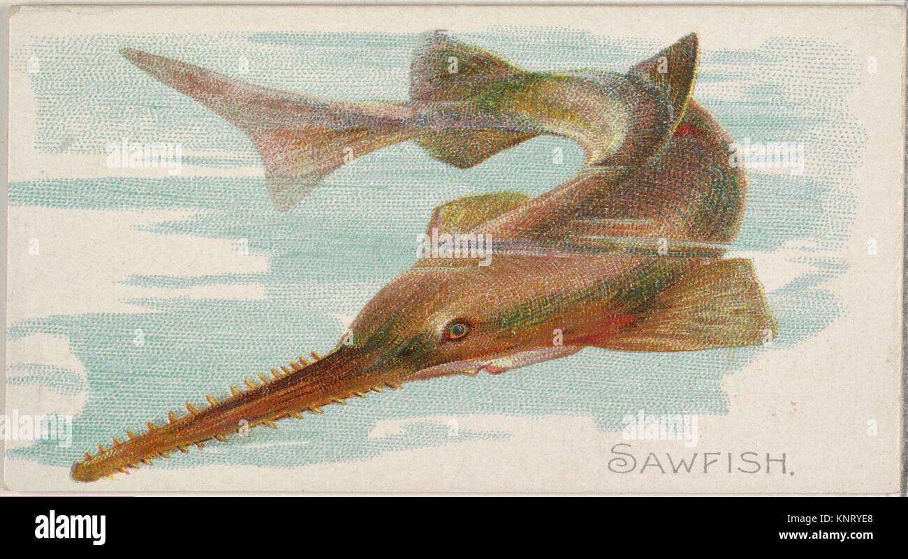 Sawfish, from the Fish from American Waters series (N8) for Allen & Ginter Cigarettes Brands. Publisher: Issued by Allen & Ginter (American, Stock Photo