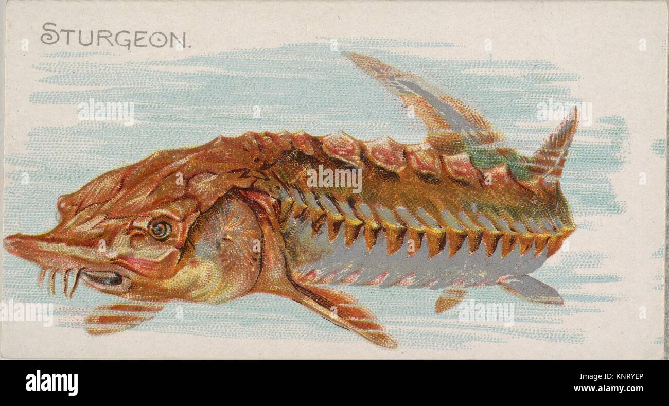 Sturgeon, from the Fish from American Waters series (N8) for Allen & Ginter Cigarettes Brands. Publisher: Issued by Allen & Ginter (American, Stock Photo