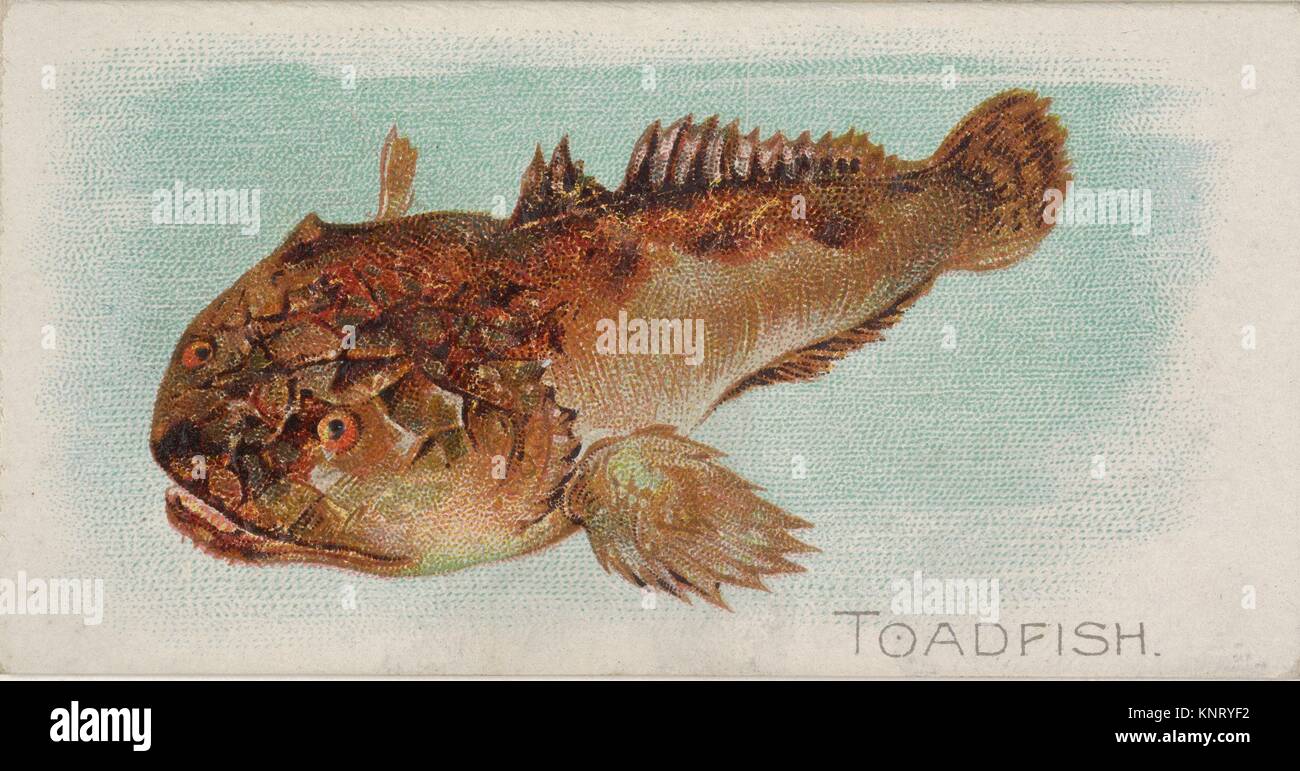 Toadfish, from the Fish from American Waters series (N8) for Allen & Ginter Cigarettes Brands. Publisher: Issued by Allen & Ginter (American, Stock Photo