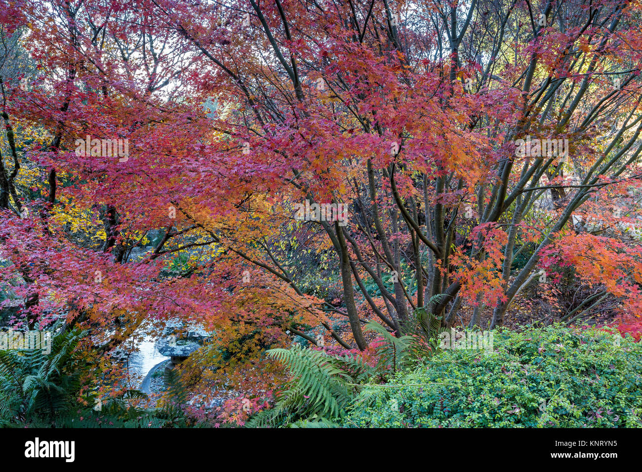 Japanese maples acer palmatum hi-res stock photography and images - Alamy