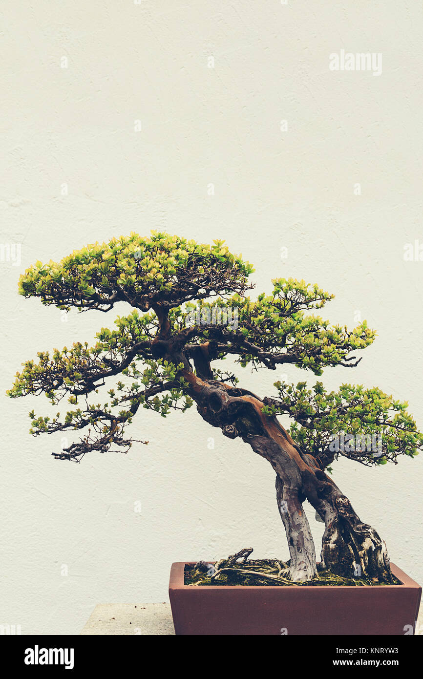 Bonsai Stock Photo Alamy