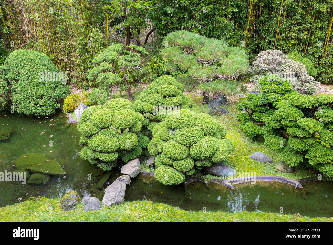 Cloud-pruned dwarf conifers edge a tranquil rill and pond with rocks and stones and a stand of bamboo behind. Japanese Tea Garden at Golden Gate Park, Stock Photo