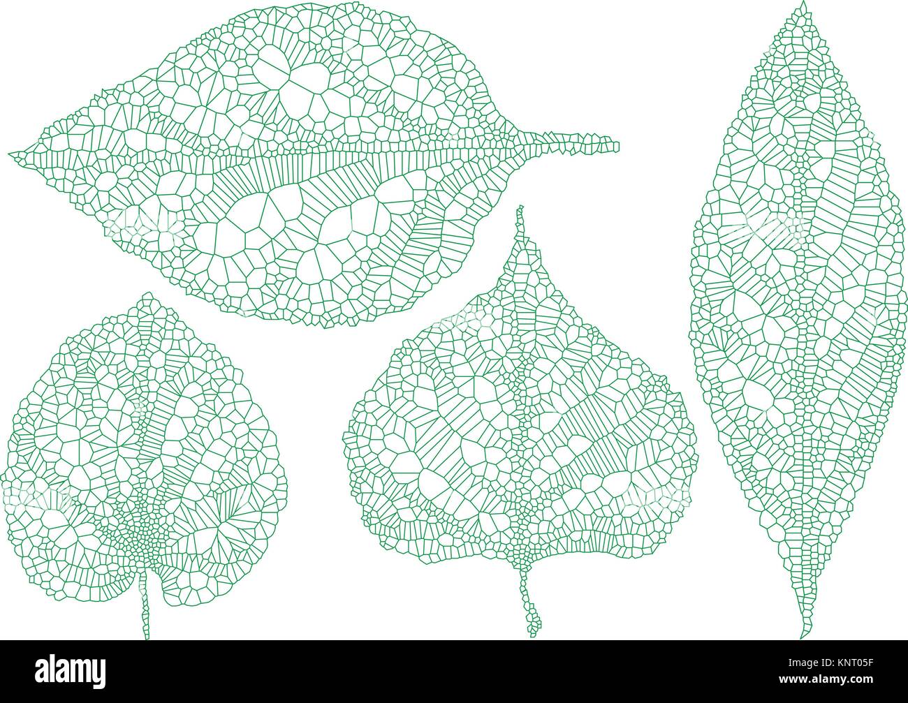 green vein leaves, skeleton leaf, set of vector design elements, over white background Stock Vector