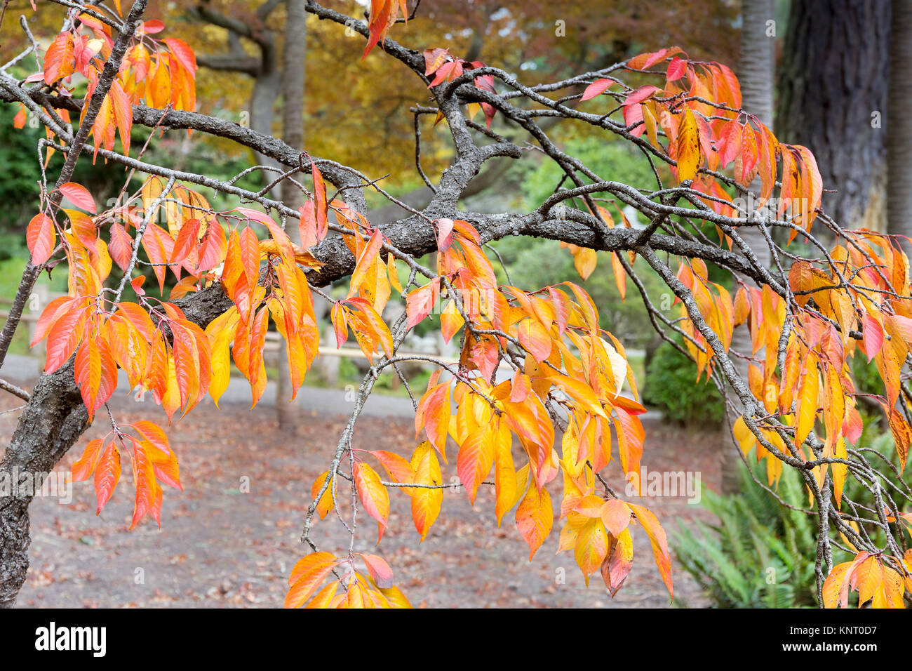 Ironwood tree, Parrotia persica, in autumn (fall) foliage colour (color