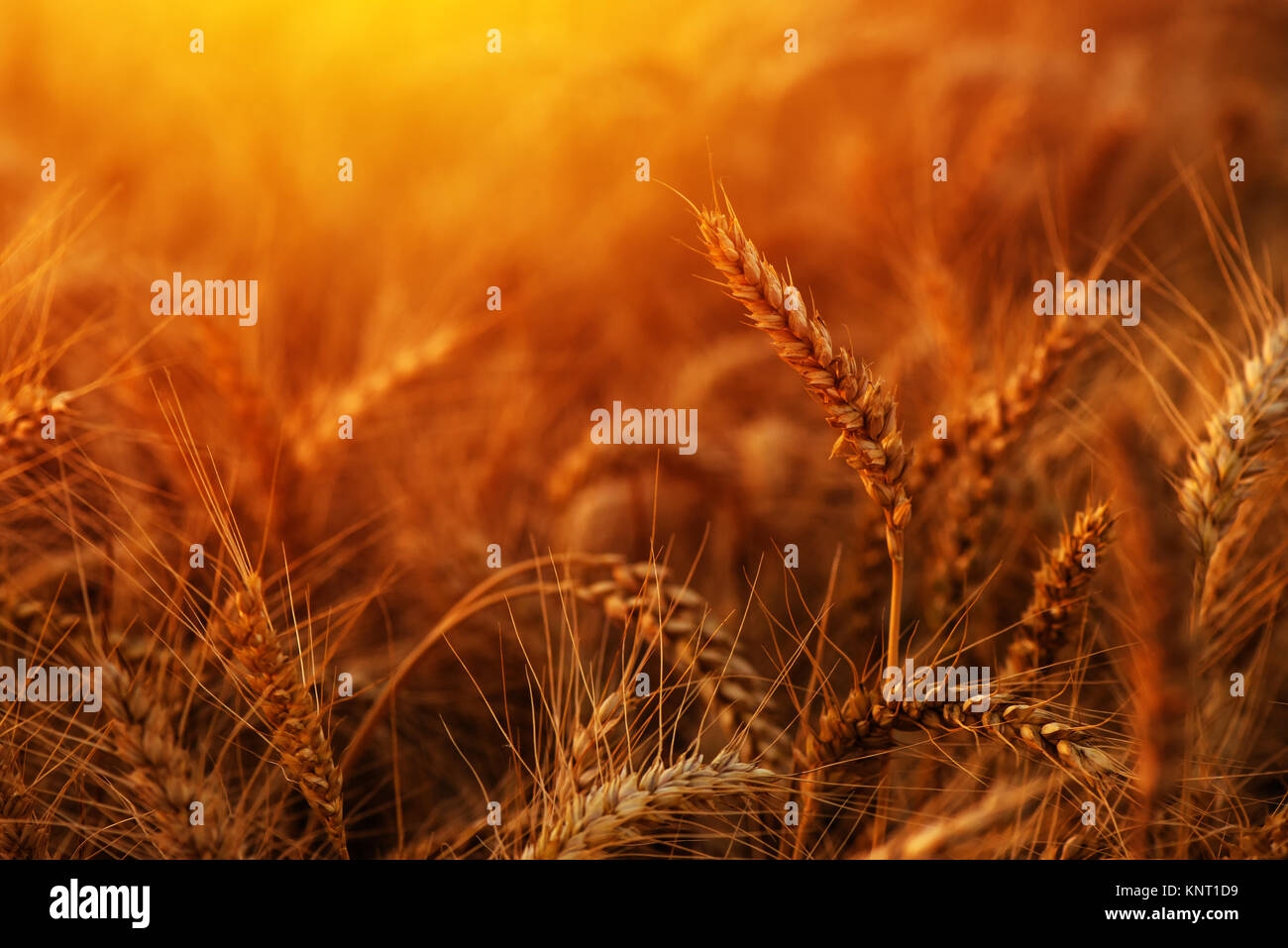 Golden ripe wheat ears in cultivated agricultural crops field, cereal plant is ready for harvest Stock Photo
