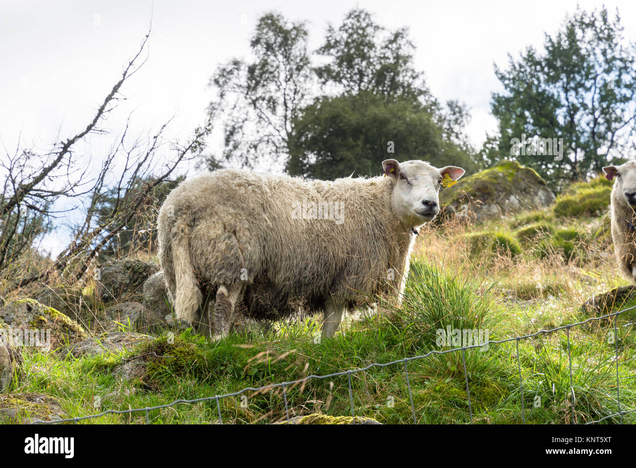 sheep on the grass in Egersund in Norway Stock Photo