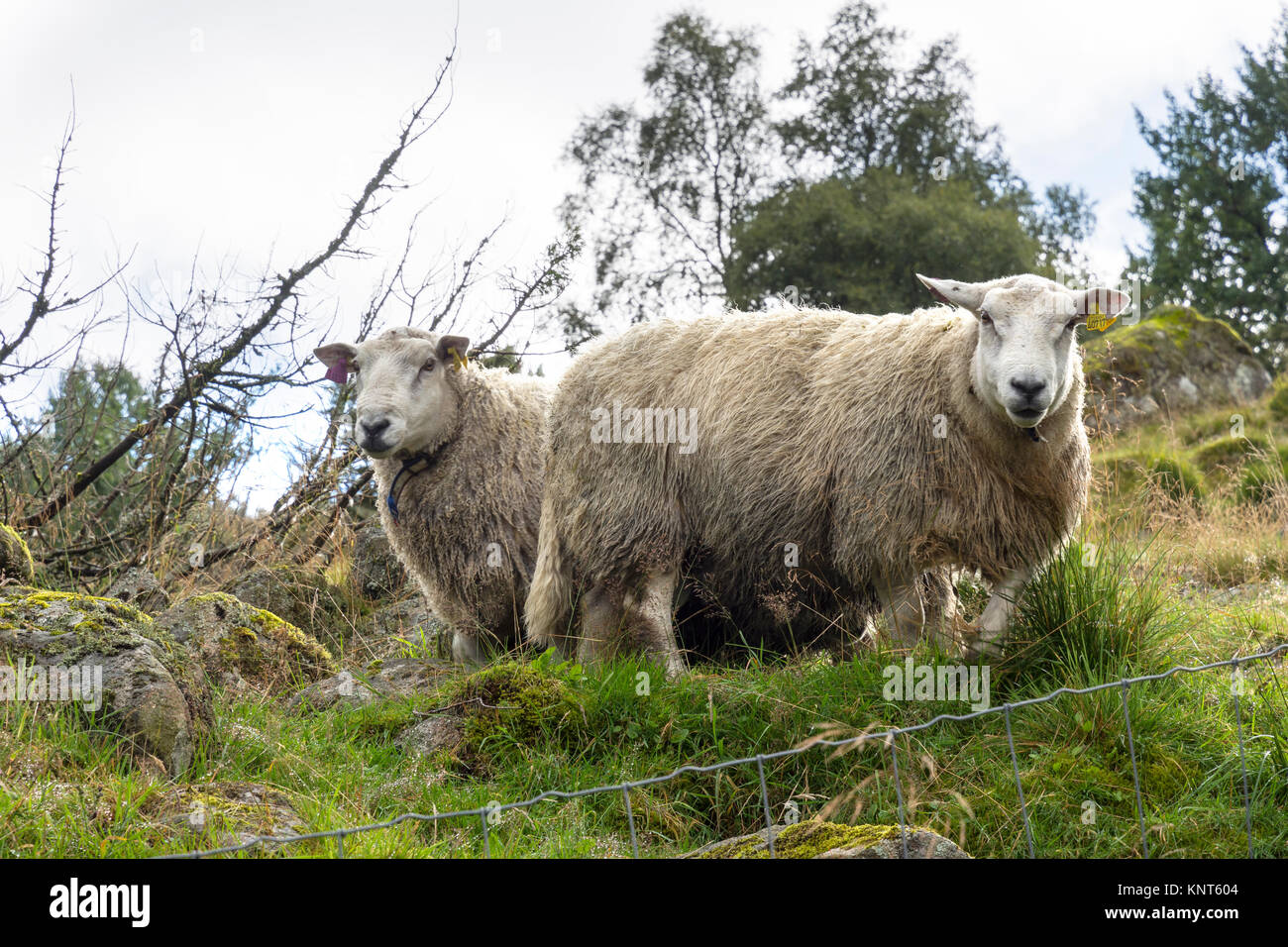 sheep on the grass in Egersund in Norway Stock Photo