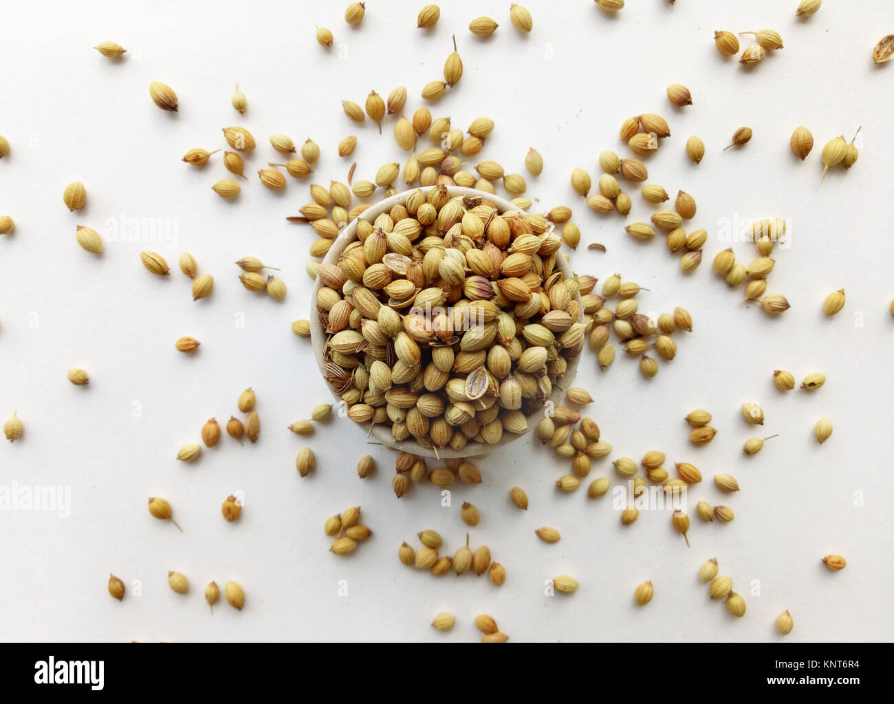 Coriander Seeds Healthy Fruit spice Food Ingredient Stock Photo Alamy