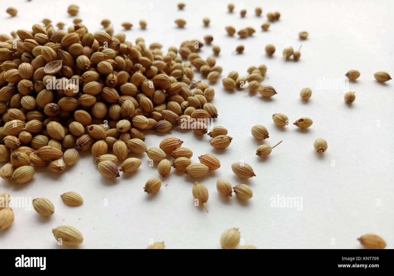 Coriander Seeds Healthy Fruit spice Food Ingredient Stock Photo Alamy