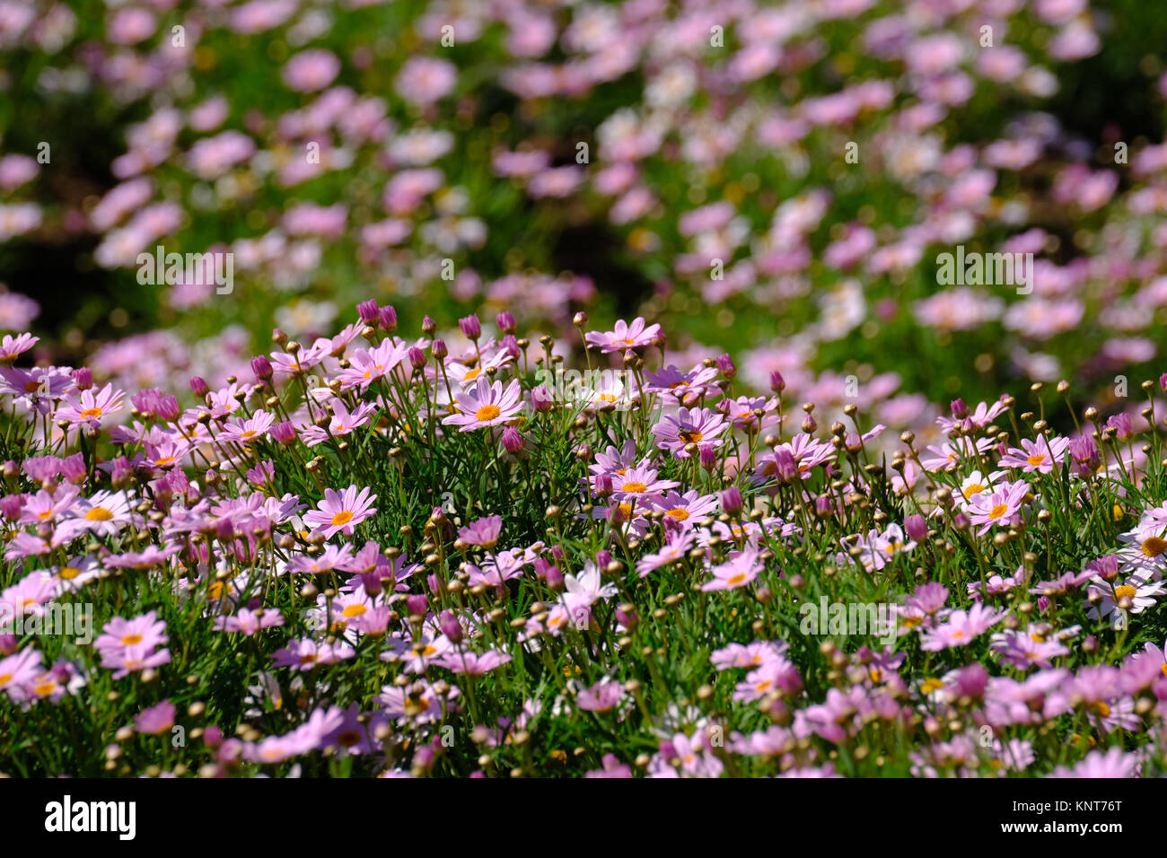 Flowers and wildlife hi-res stock photography and images - Alamy
