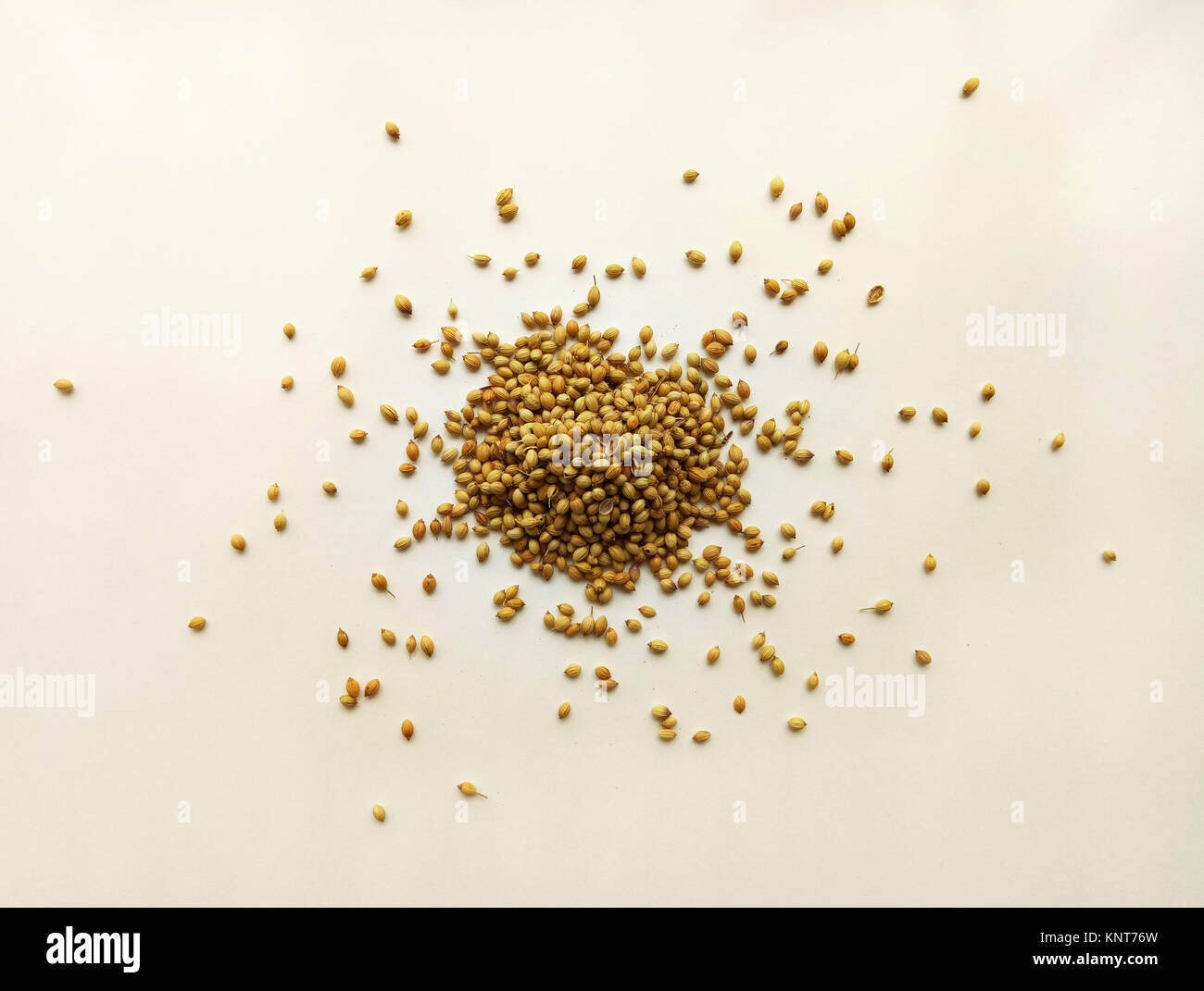 Coriander Seeds Healthy Fruit spice Food Ingredient Stock Photo Alamy