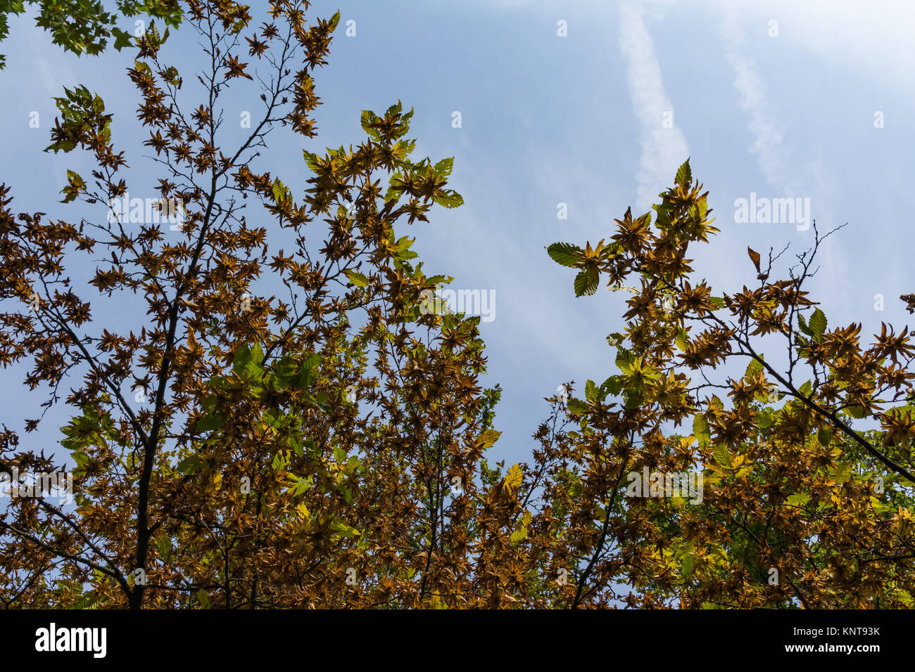 Almond trees fall hi-res stock photography and images - Alamy
