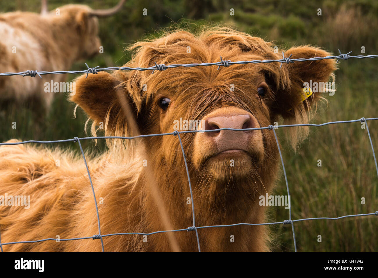 highland calf looking out Stock Photo