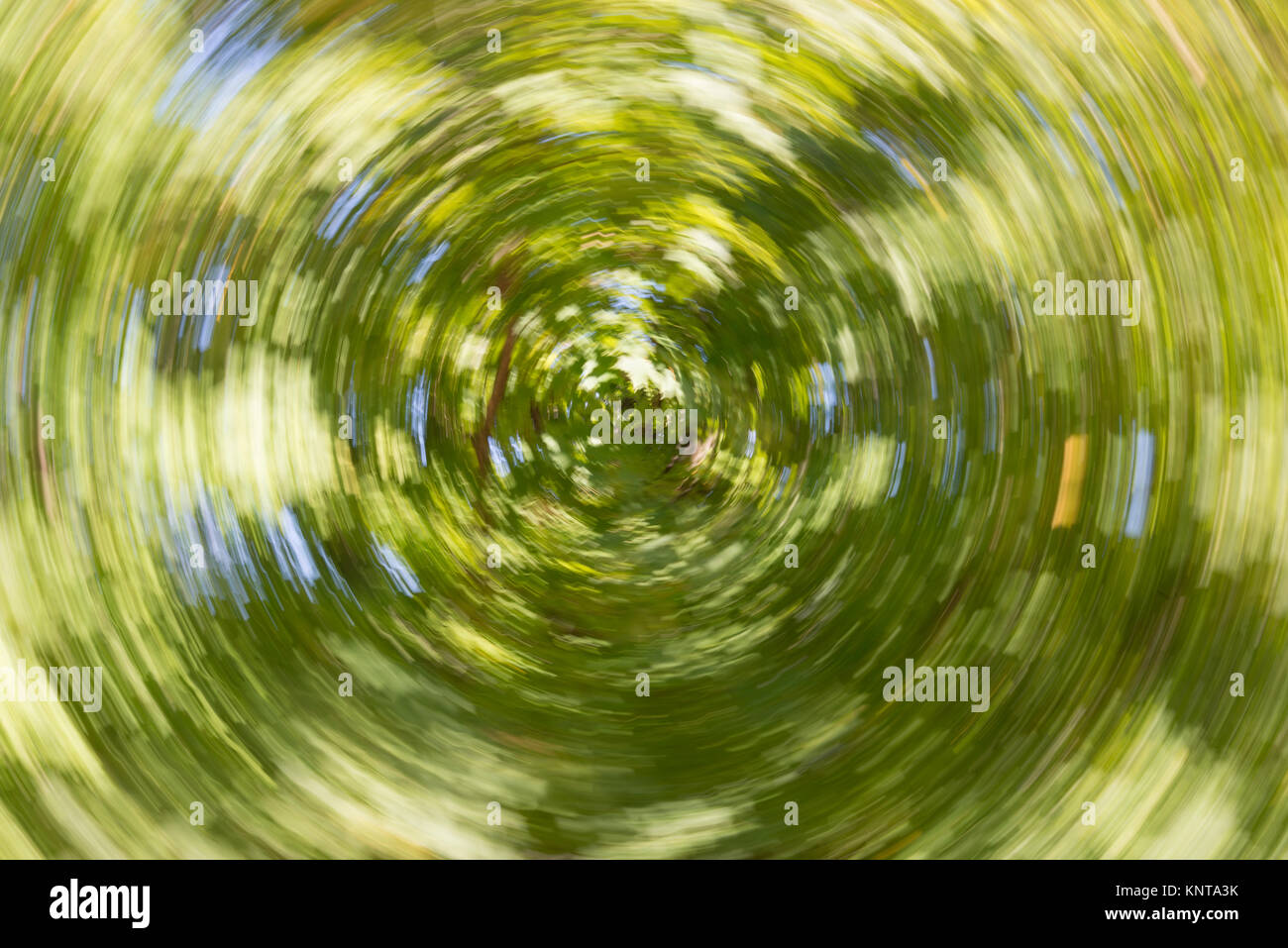 Abstract of a tree using zoom and twist. Green with swirl. Stock Photo