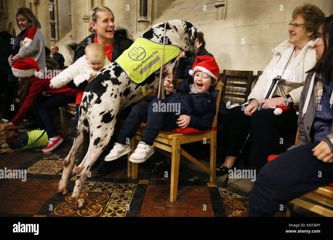 Cathal Joyce, 3, with his great dane 'Bobbi' during the annual lunchtime Peata Therapy Dog Carol Service at Christ Church Cathedral in Dublin. Stock Photo