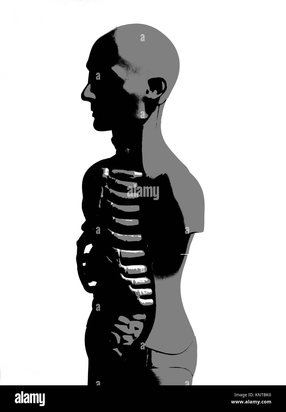 Human Body Anatomy Model illustration on white background Stock Photo ...