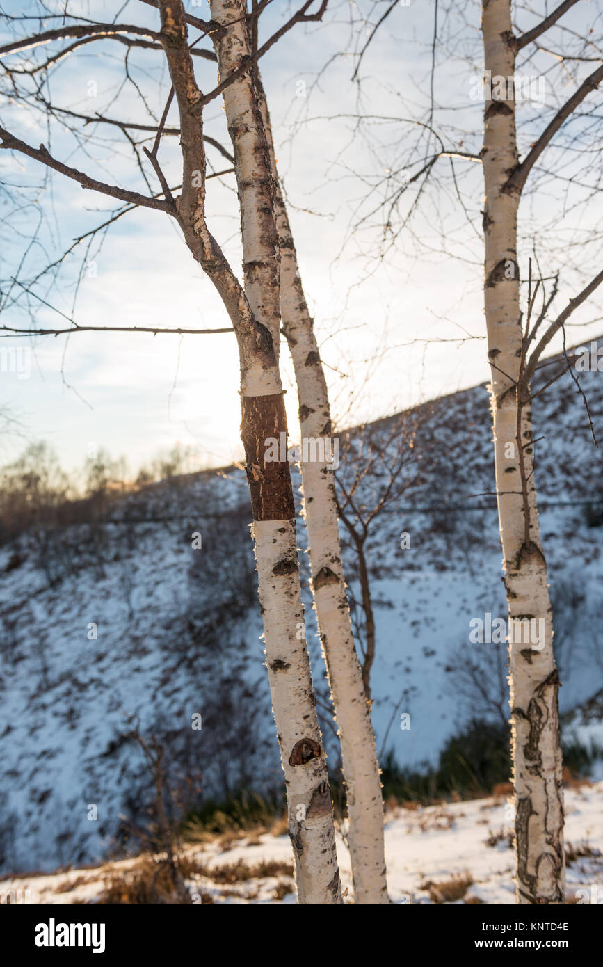 Scenic snowy mountain view with birches at sunrise sunset in sunny winter day outdoor. Stock Photo