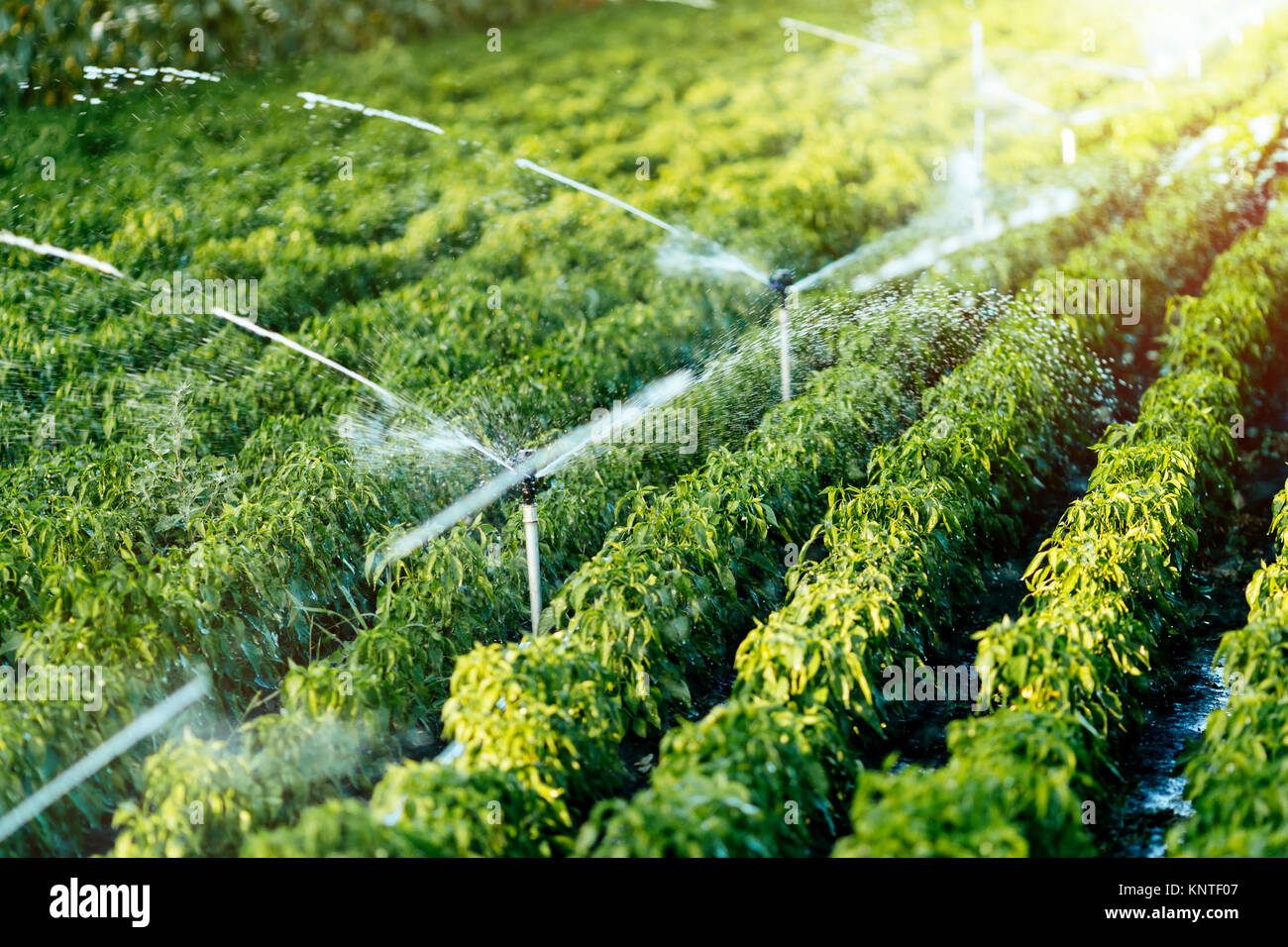 Irrigation system in function Stock Photo Alamy
