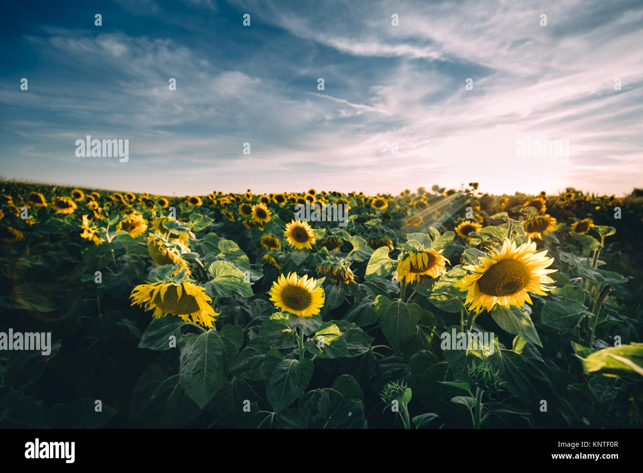 Sunflowers in the field Stock Photo - Alamy