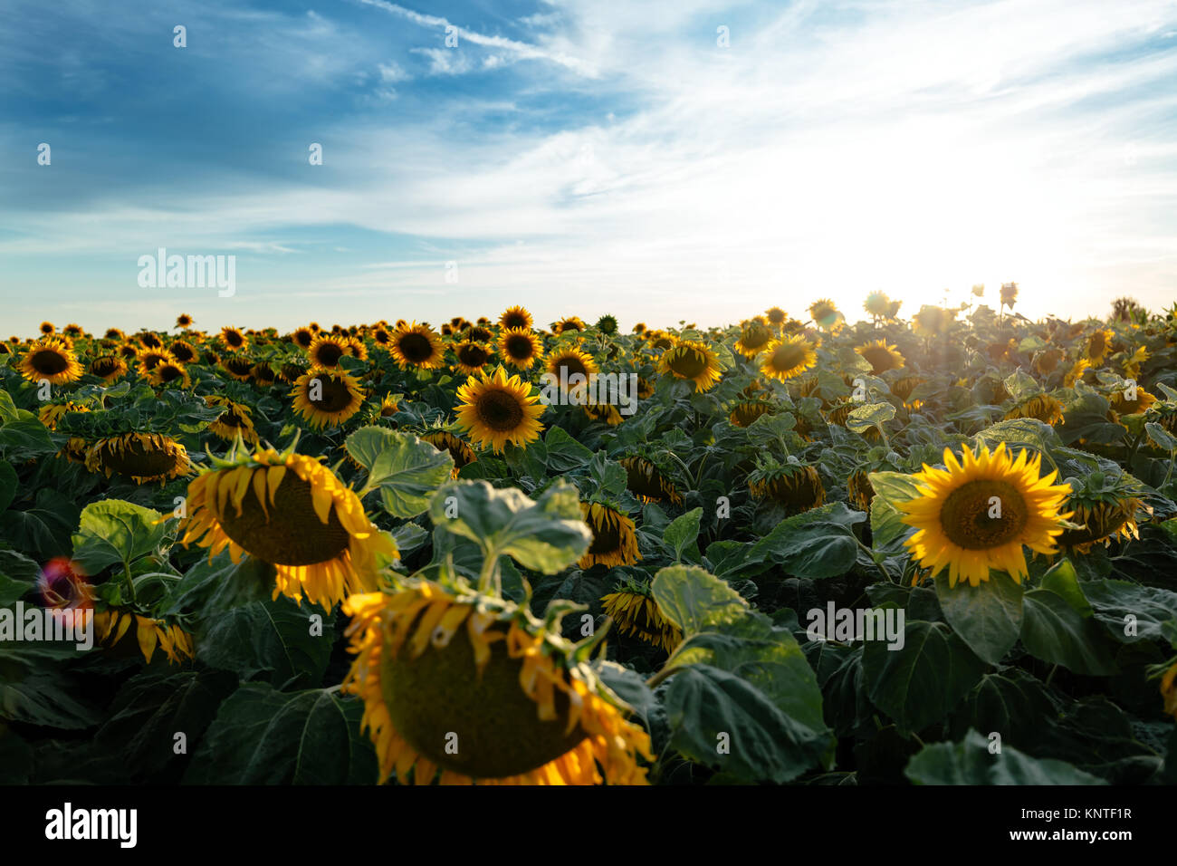 Beautiful sunflowers in field Stock Photo - Alamy