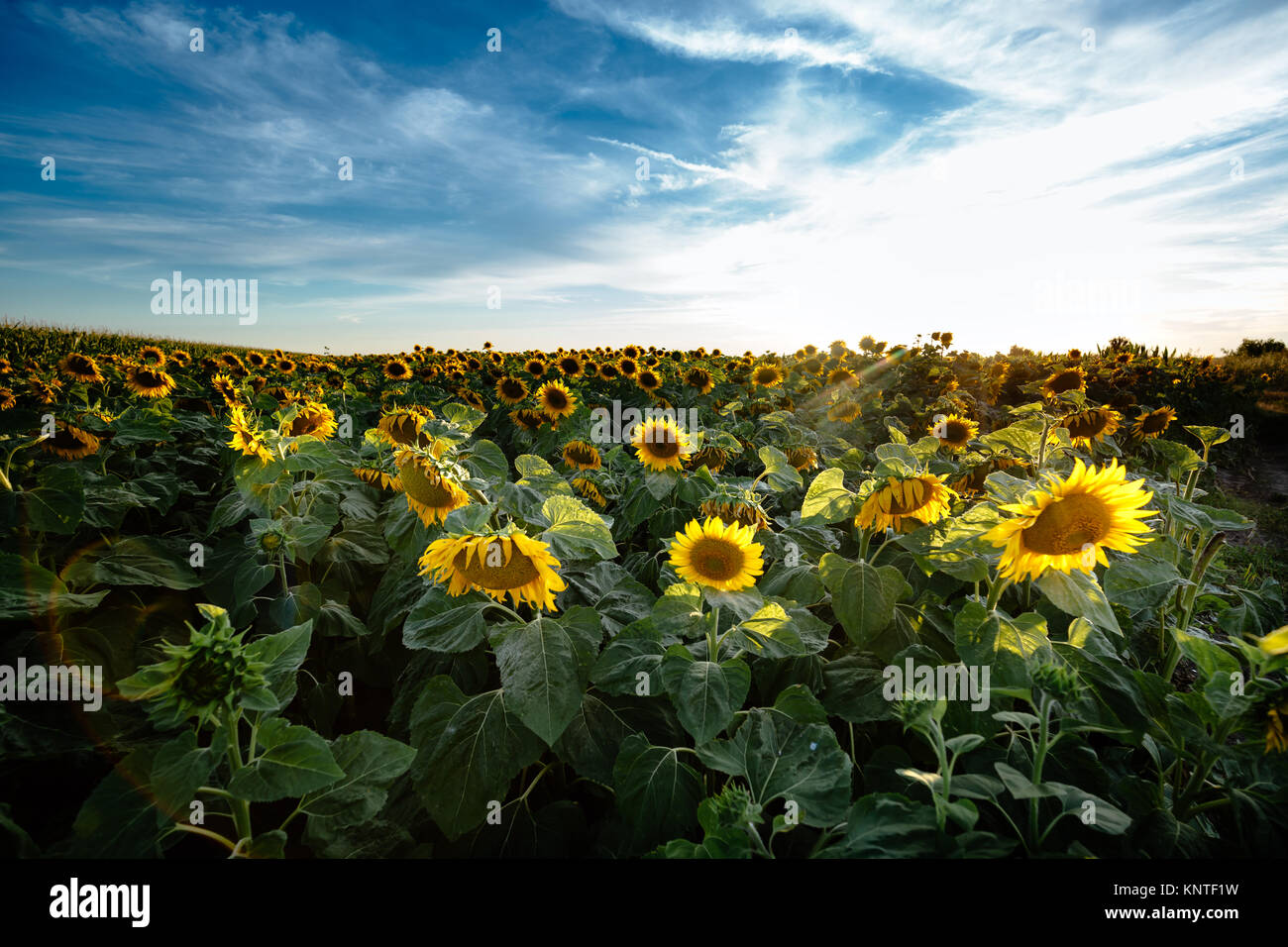 Sunflowers in the field Stock Photo - Alamy
