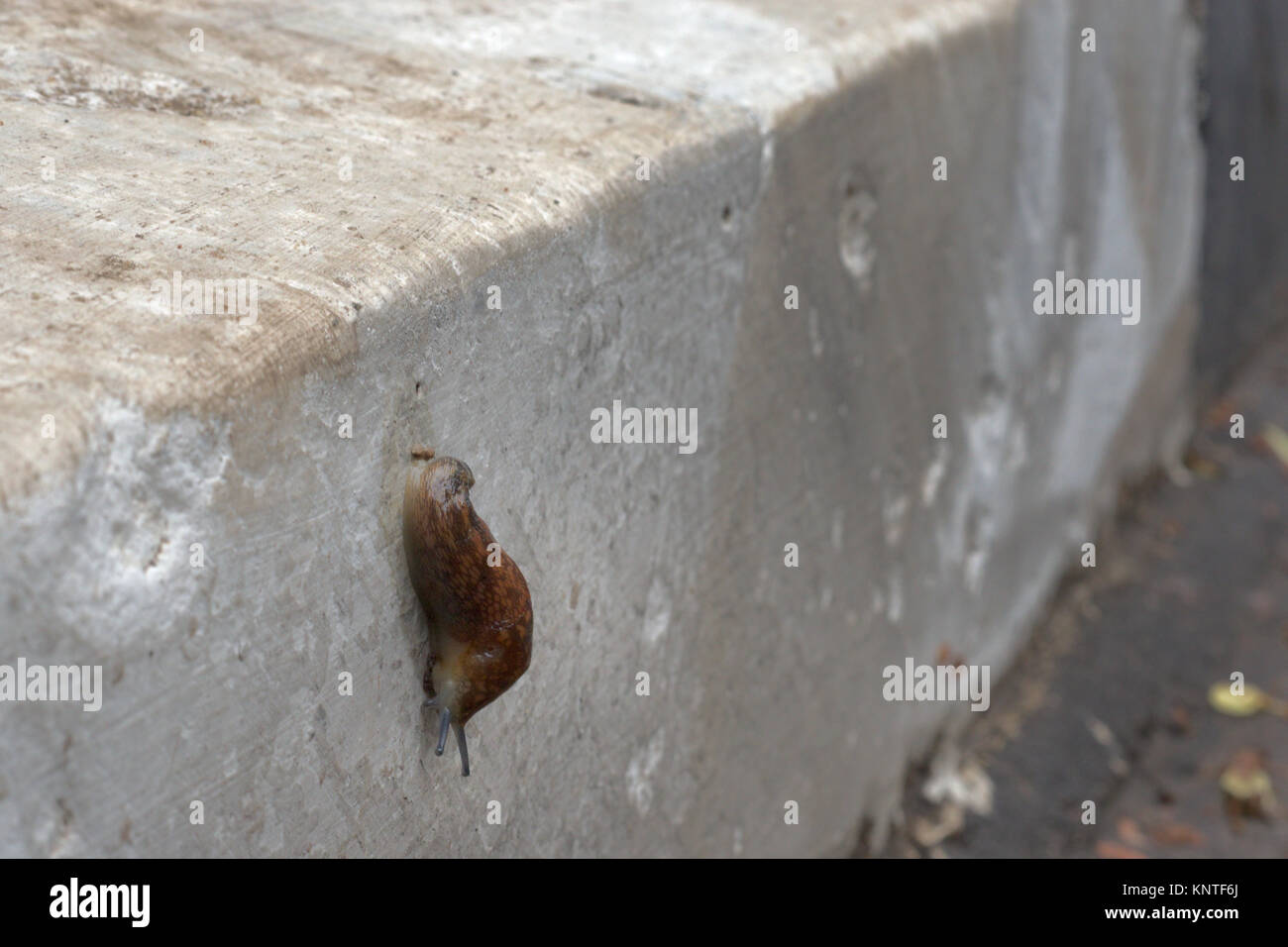 slug on curbstone of road Stock Photo
