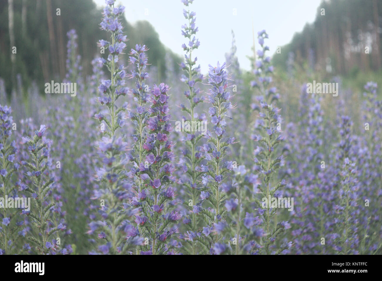 Echium vulgare. thickets of high plant with many blue flowers on it. Closeup Stock Photo