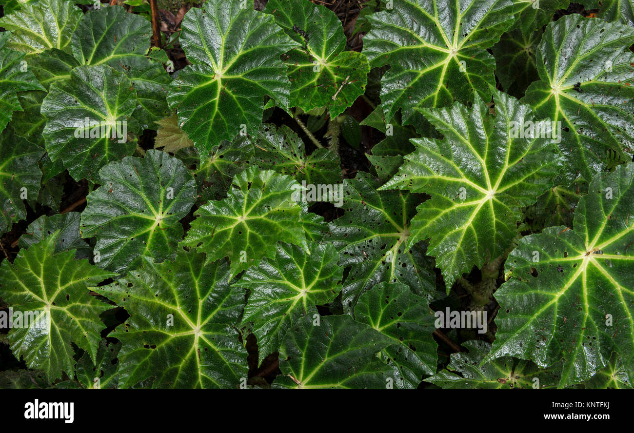 Begonia plant at the understorey of the Atlantic Rainforest of SE Brazil Stock Photo