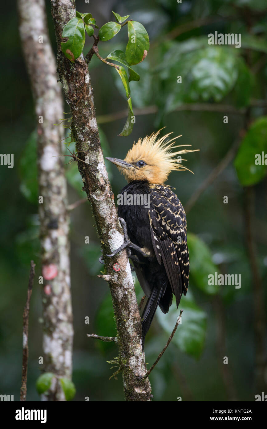 Pica pau de cabeca amarela hi-res stock photography and images - Alamy