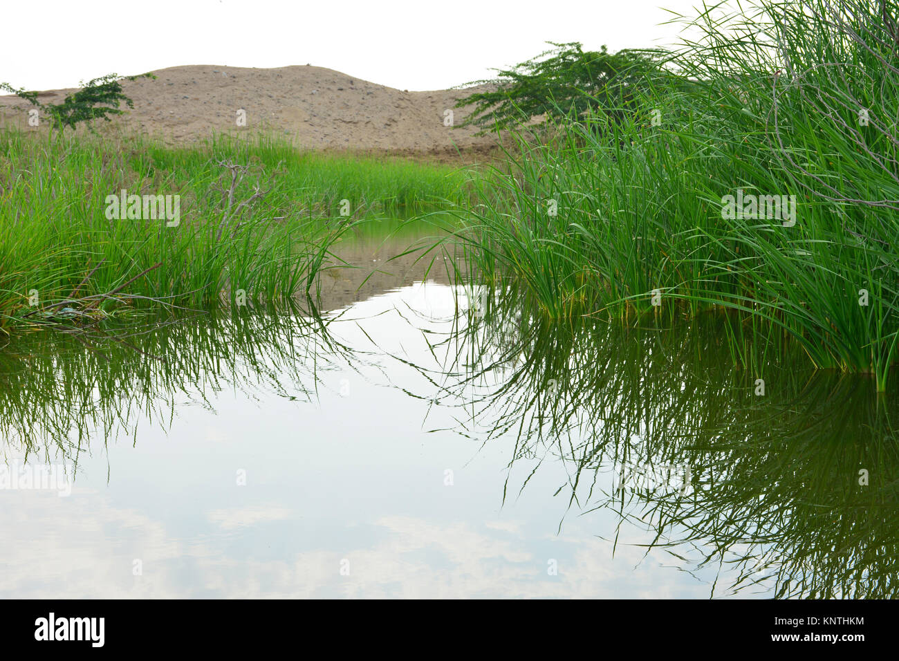 Grass and reflection in lake Stock Photo - Alamy