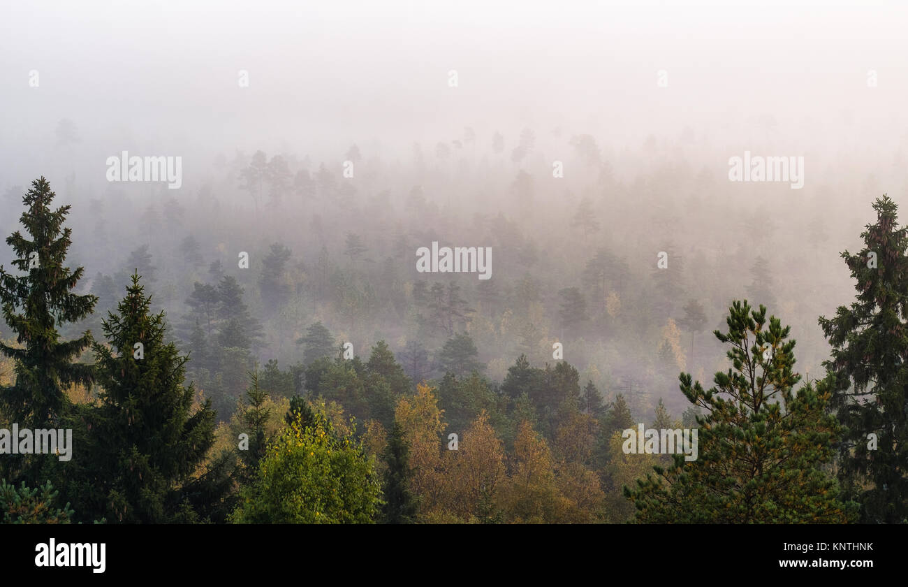 Morning fog and woodland landscape in Torronsuo National Park, Finland Stock Photo