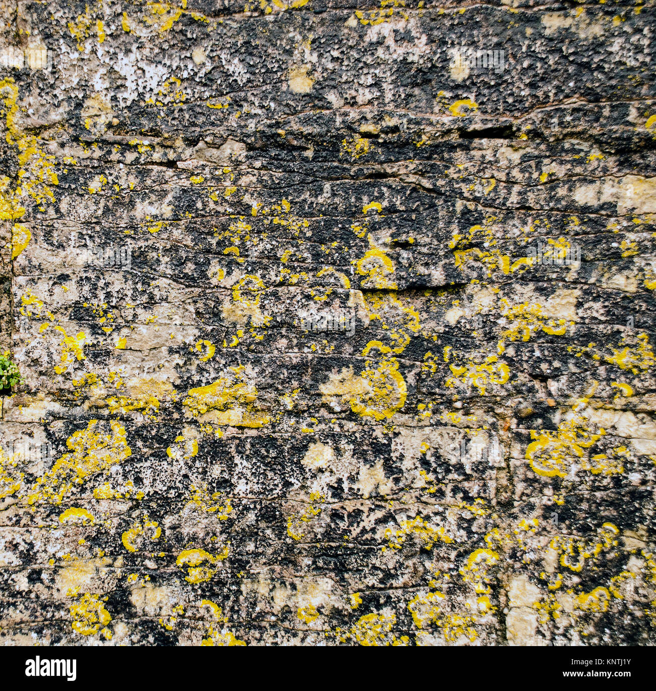 Textured wall covered in yellow lichen Stock Photo Alamy